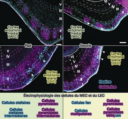 Principales connections GABAergiques du lobe temporal médial