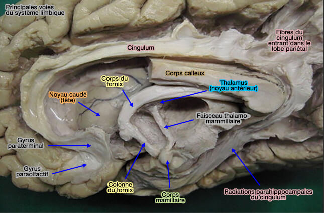 Principales voies du système limbique