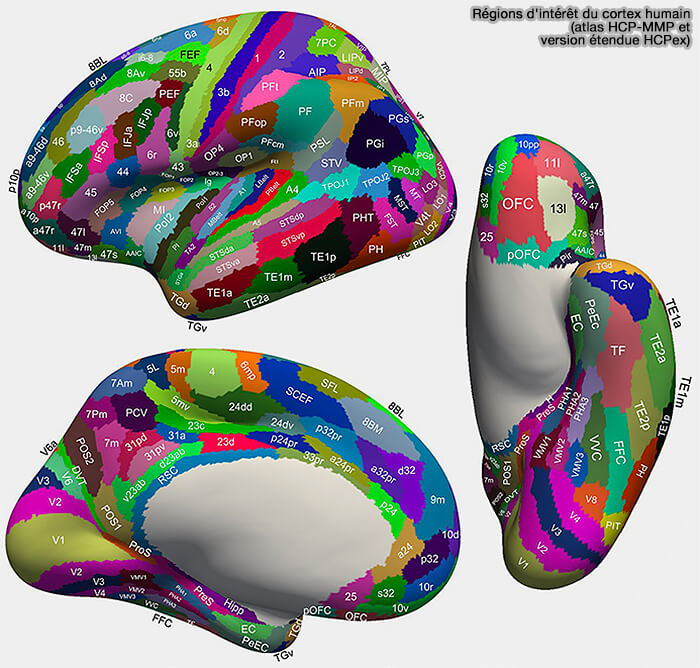 Régions d'intérêt (ROI) du cerveau humain