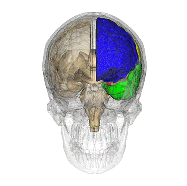 Lobe temporal (en vert)