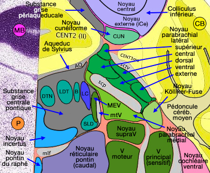 oyaux tegmentaux de la substance grise pontique
chez la souris