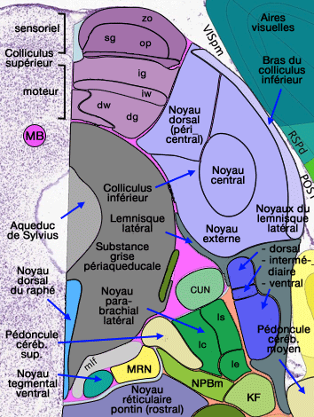 Noyaux du lemnisque latéral et colliculi