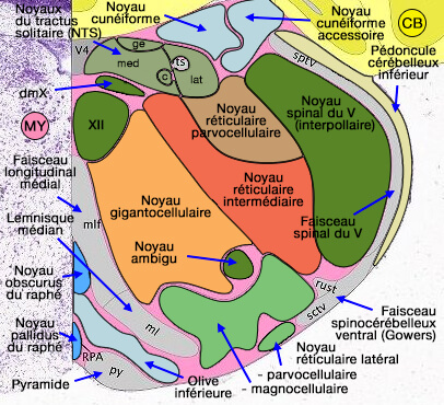 Noyaux réticulaires bulbaires médians