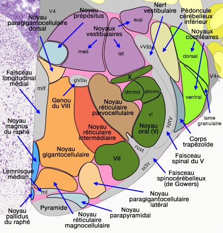 Noyaux réticulaires bulbaires rostraux