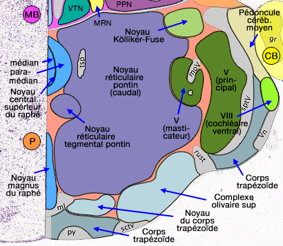 Noyaux réticulaires bulbaires rostraux