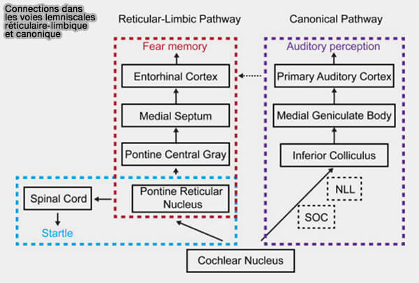Connections dans les voies lemniscales réticulaire-limbique et canonique