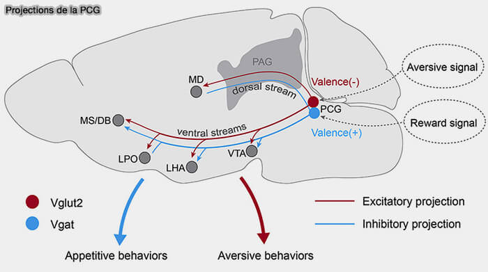 Projections de la PCG