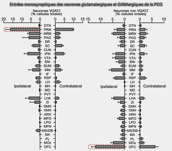 Entrées monosynaptiques des neurones glutamatergiques et GABAergiques de la PCG