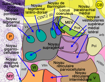 Substance grise pontique dorsale