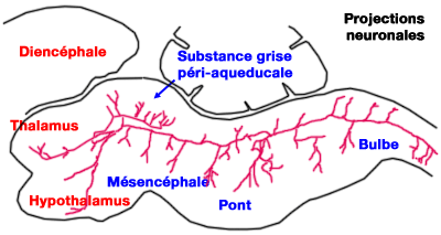 Connexions d'un neurone réticulaire