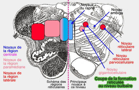 Schéma des régions réticulaires