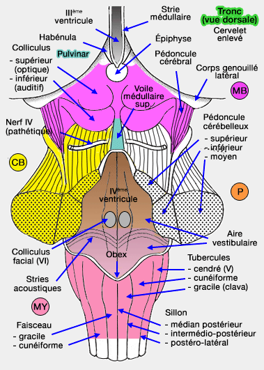Tronc cérébral (vue dorsale)