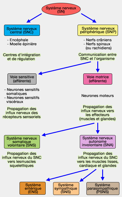 Fonctions du système nerveux