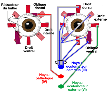 Innervation des muscles oculomoteurs