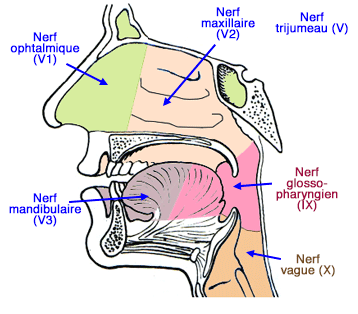 Innervation du pharynx et des muqueuses