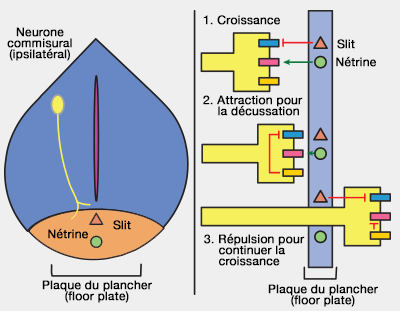 Décussation neuronale
