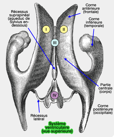 Système ventriculaire