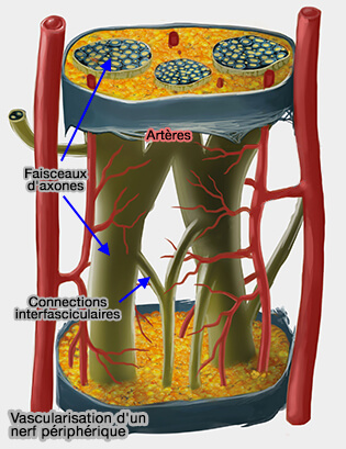 Vascularisation d'un nerf périphérique