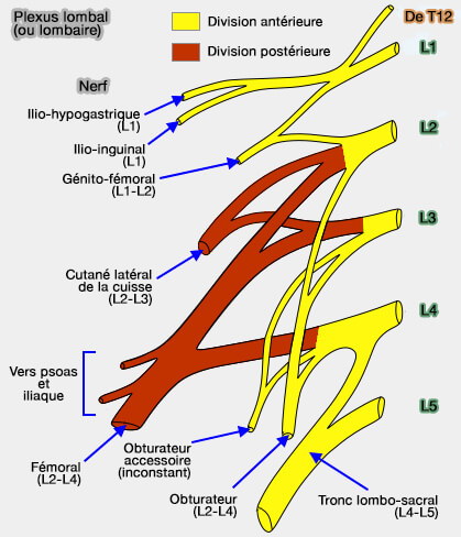 Les Diff rents Plexus Nerveux Plexus PEEQT Les Diff rents Plexus Nerveux Plexus PEEQT