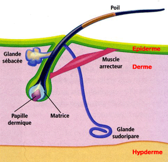 Structure du follicule pilo-sébacé