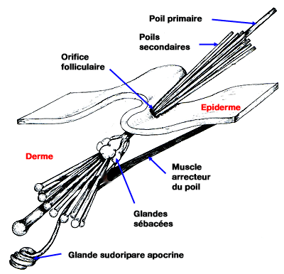 Structure du follicule pilo-sébacé du chien