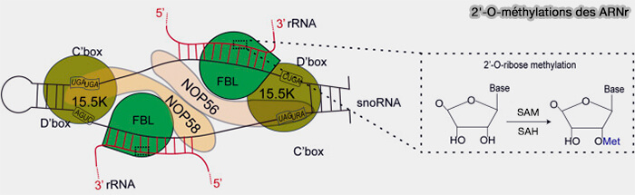 Fibrillarine et 2'-O-méthylations des ARNr