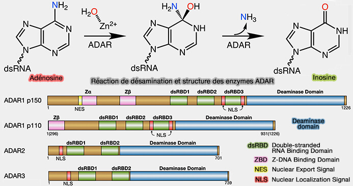 Réaction de désamination A → I et structure des enzymes ADAR