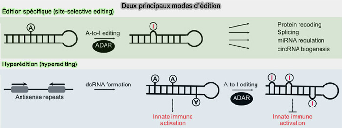 Deux principaux modes d’édition A → I