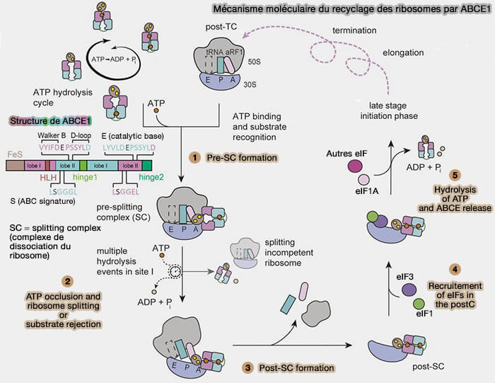 Mécanisme moléculaire du recyclage des ribosomes par ABCE1 adapté aux eucaryotes