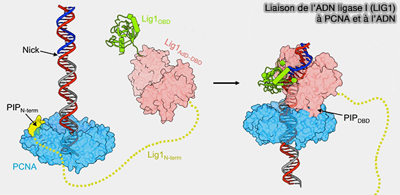Liaison de l’ADN ligase I (LIG1) à PCNA et à l’ADN