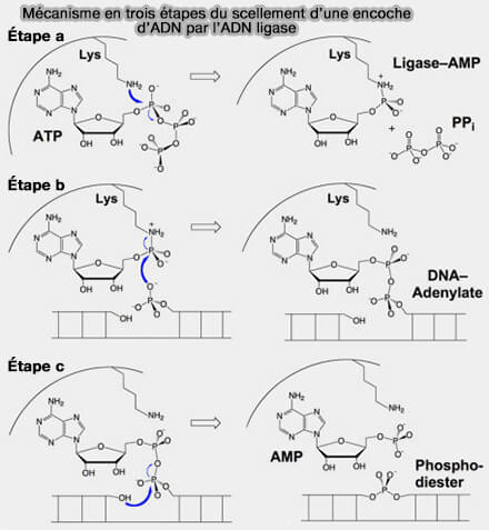 Mécanisme de l’ADN ligase