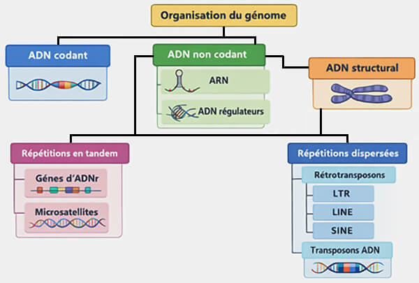 Organisation du génome