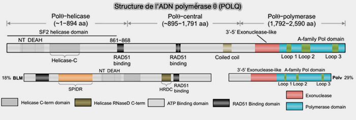 Structure de l’ADN polymérase θ (POLQ)