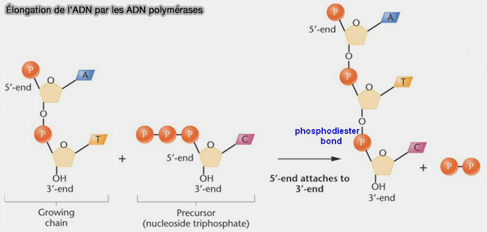 Élongation de l'ADN par les polymérases
