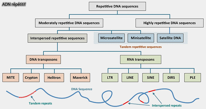 ADN répétitif