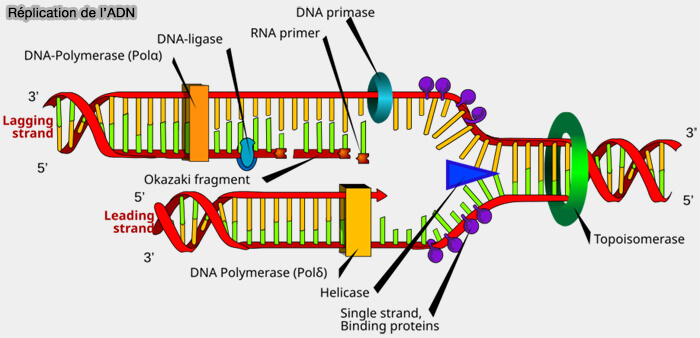 Hélicase dans la réplication de l'ADN (triangle bleu)