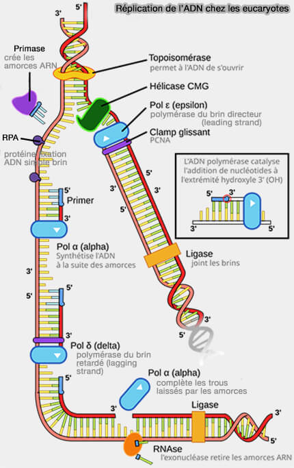 Réplication de l'ADN