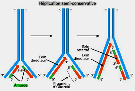Réplication semi-conservative