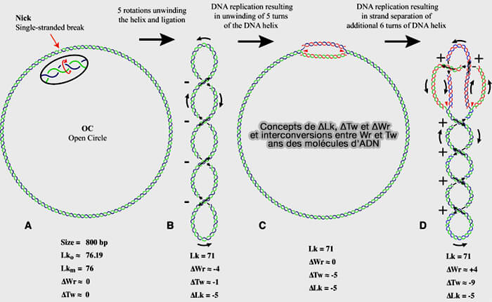Concepts de ΔLk, ΔTw et ΔWr et interconversions entre Wr et Tw dans des molécules d'AD