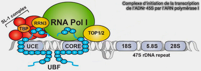 Initiation de la transcription de l'ADNr 45S par l'ARN polymérase I