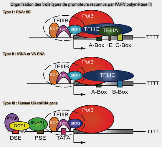 Organisation des trois types de promoteurs reconnus par l'ARN polymérase III