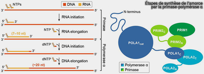 Synthèse de l'amorce par le complexe primase–polymérase