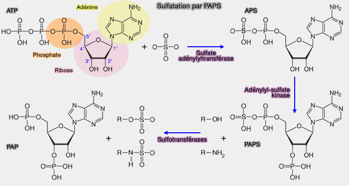 Sulfatation par PAPS