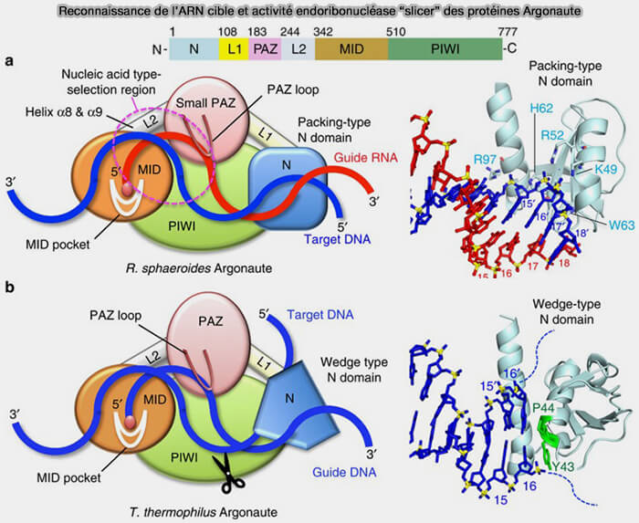 Biogenèse des miRNA