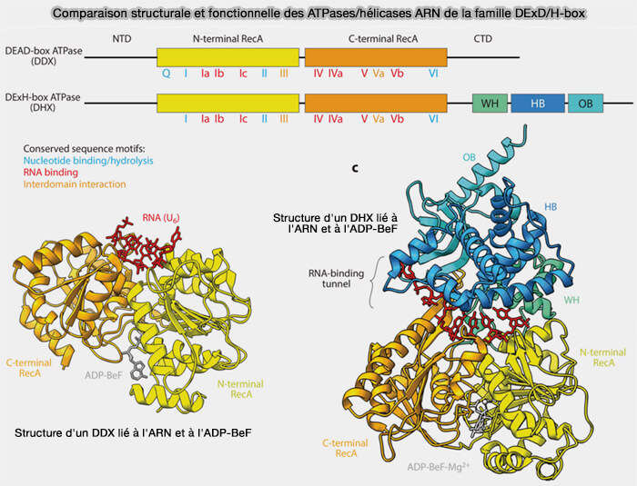 Comparaison structurale et fonctionnelle des ATPases/hélicases ARN de la famille DExD/H-box