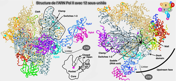 Structure de l'ARN polymérase II
