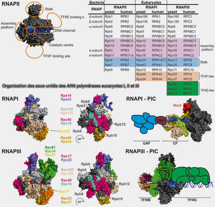 Organisation des sous-unités des ARN polymérases eucaryotes I, II et III