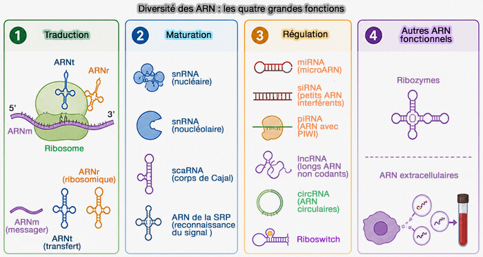 Les quatre grandes familles d'ARN