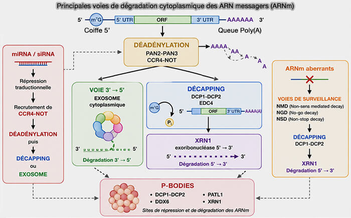 Principales voies de dégradation cytoplasmique des ARN messagers (ARNm)