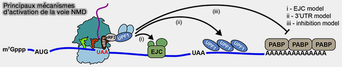 Mécanismes d'activation de la voie NMD